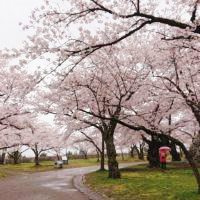 5月になりました